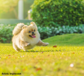 Pet Park